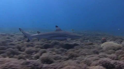 Shark Fly By! Stock Footage 36890896