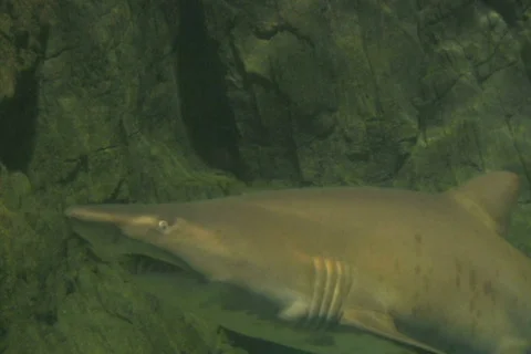 Shark Stock Footage 302264