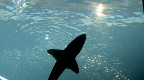 Shark Stock Footage