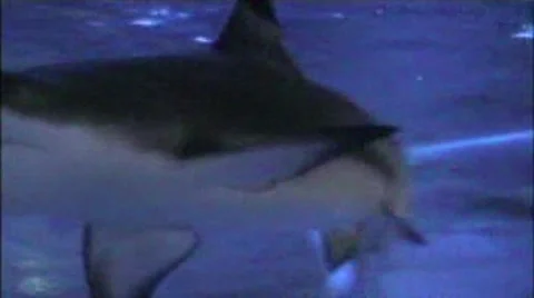 Shark Stock Footage 1916655