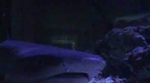 Shark Stock Footage 2001232