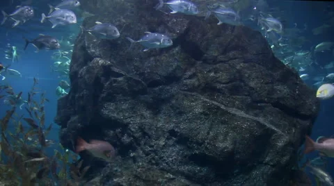 Shark Vídeo Stock 2373276