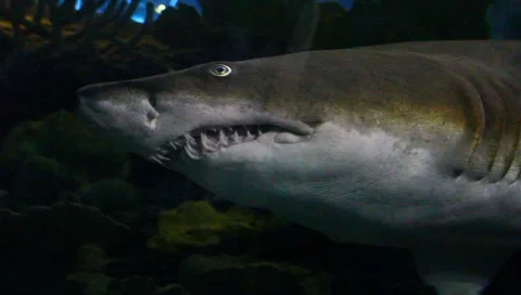 Shark Video stock 5273817