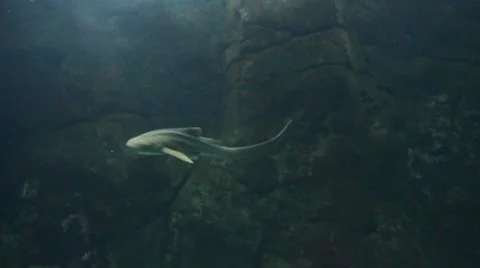 Shark Stock Footage 8359148