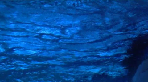 Shark Stock Footage 8601328