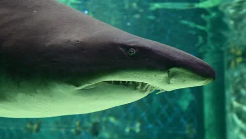 Shark Stock Footage 11210523