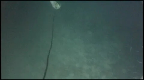 Shark Stock Footage 11289792