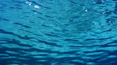 Shark Stock Footage 19369220