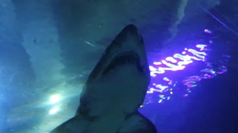 Shark Stock Footage 20619655