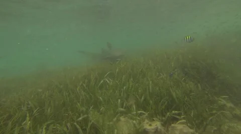 A SHARK Stock Footage 51235221