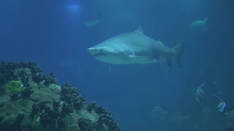 Shark Stock Footage 112232632