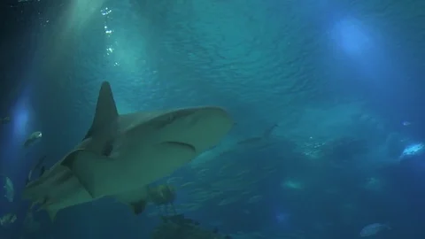 Shark Stock Footage 112232983