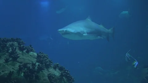 Shark Stock Footage 112634084