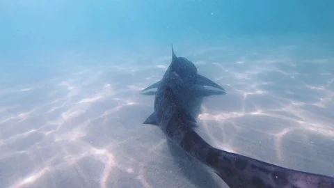 Shark Stock Footage 116398074