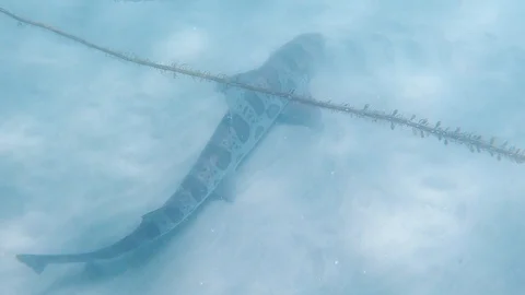 Shark Stock Footage 116398090