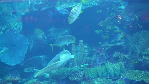 Shark Stock Footage 158239324