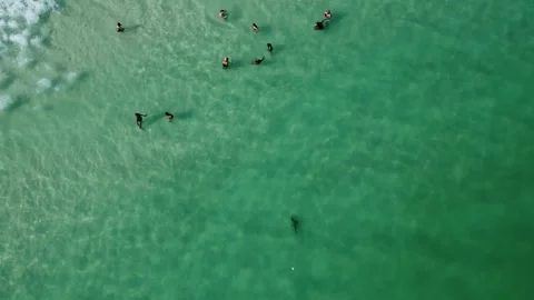 Shark Stock Footage 314776870