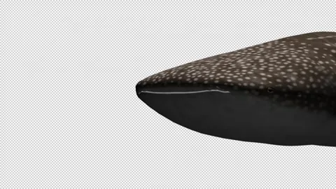 Shark Stock Footage 332254128