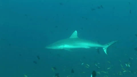 Shark Video stock 332772689