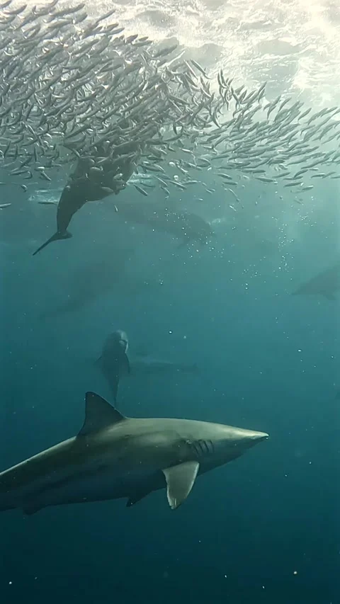 Shark in foreground with common dolphins hunting around a sardine baitball .. Stock Footage 342331420