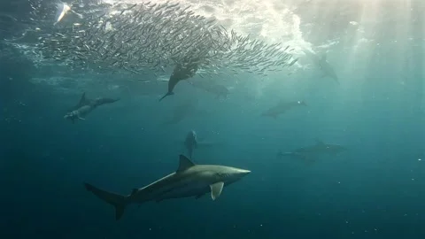 Shark in foreground with common dolphins hunting around a sardine baitball .. Stock Footage 342331426