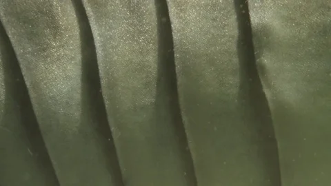 Shark Gills - Close Up - Macro Stock Footage 83633839