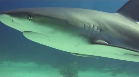 Shark gills move Video stock 47928353