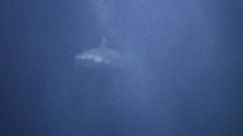 A shark glides through the blue depths, sunbeams casting light on it. Refra.. Stock Footage 291869147