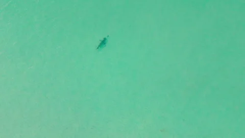 Shark Glides Through Shallow Turquoise Water Vidéo 341621310