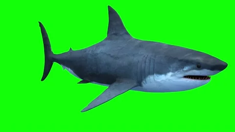 Shark on green background render 3d Stock Footage 136952539