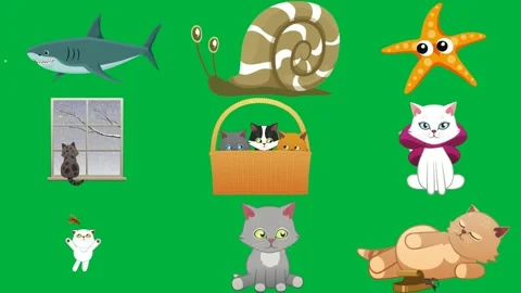 Shark green background snail starfish cat looking out window at snow. Stock Footage 310562824