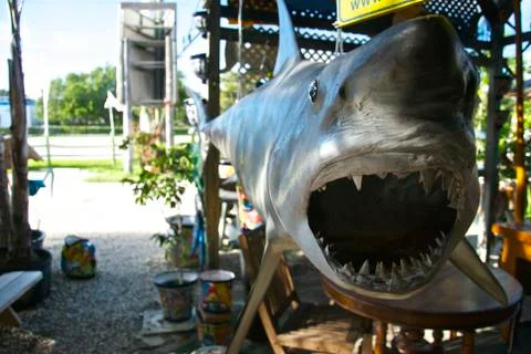 A Shark Greeting Foto stock