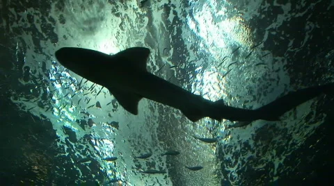 Shark Habitat 스톡 동영상 601167