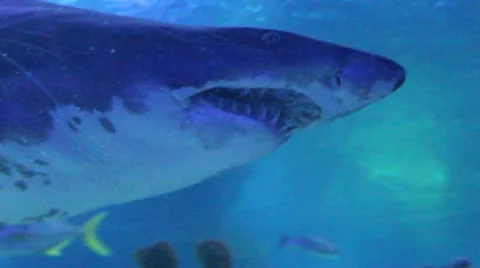 Shark Head Stock Footage 20619618