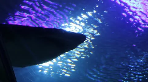 Shark Head Video stock 20619684