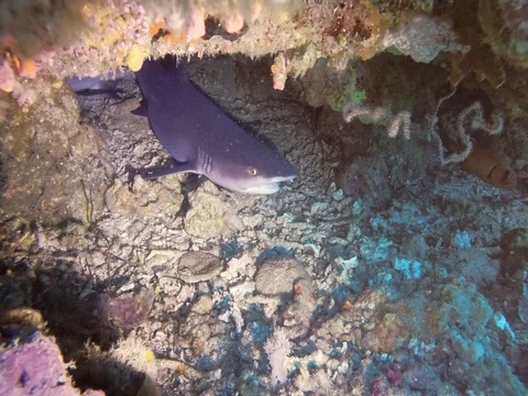 Shark hiding in cave Stock Footage 72556525