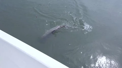 Shark on Hook from a Boat Stockbeeldmateriaal 207818117