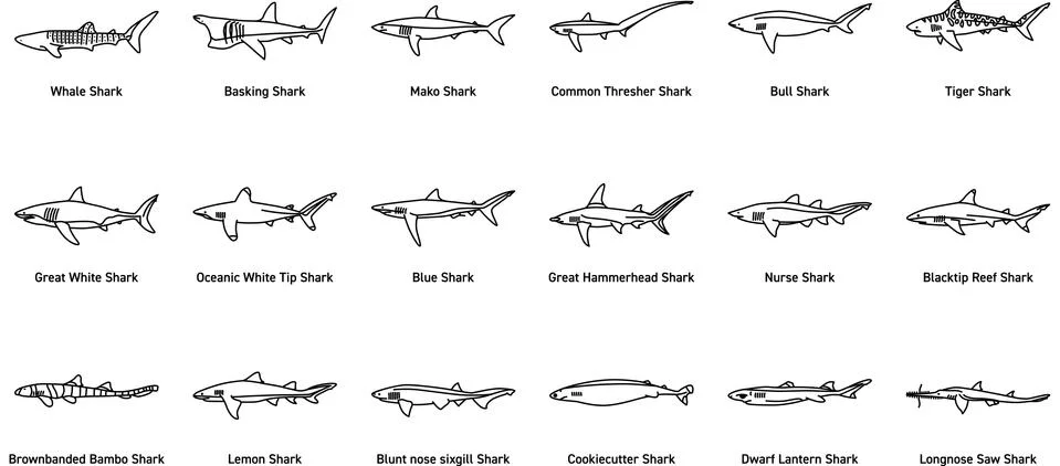 Shark Icons Stock Illustration