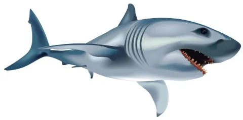Shark Stock Illustration