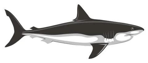 Shark Stock Illustration