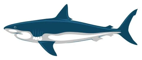 Shark Stock Illustration