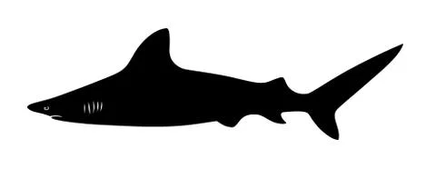 Shark Stock Illustration