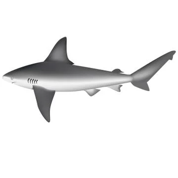 Shark Stock Illustration