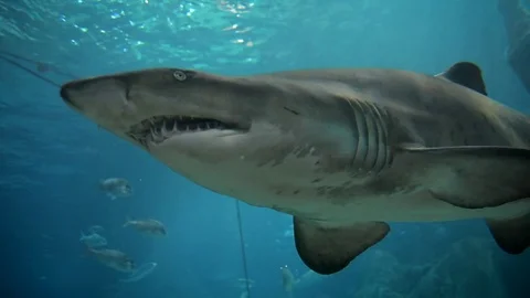 Shark Inside The Aquarium Stock Footage 73887160