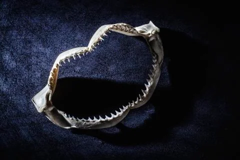 Shark jaw with teeth Stock Photos