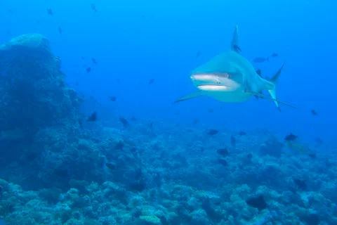 Shark jaws ready to attack underwater close up portrait Stock Photos