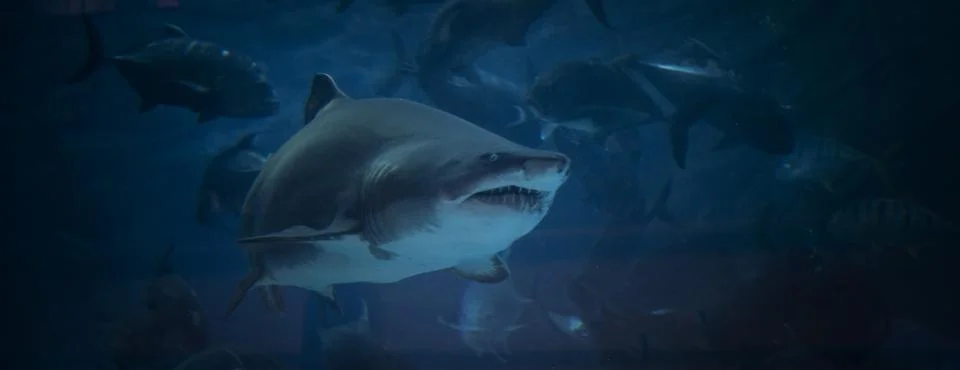 Shark jaws ready to attack underwater close up portrait Stock Photos