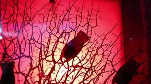 Shark lava moving in its egg 2 Video stock 153658332