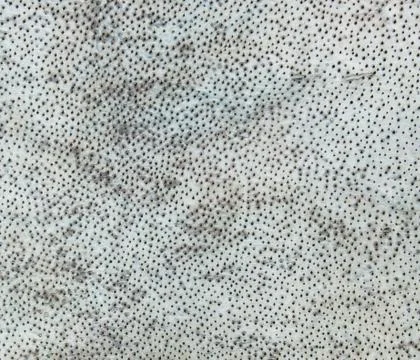 Shark leather background Stock Photos