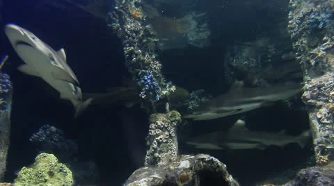 Shark Life of under water 스톡 동영상 25433763
